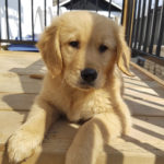 Nouvelle recrue - Zoé
